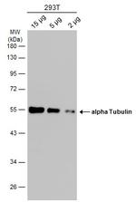 TUBA1A Antibody in Western Blot (WB)