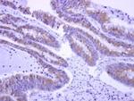 EPS8L2 Antibody in Immunohistochemistry (Paraffin) (IHC (P))