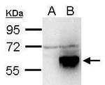 TIP60 Antibody in Western Blot (WB)