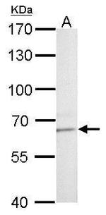 TIP60 Antibody in Western Blot (WB)