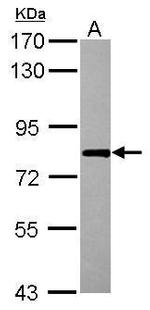 RBM14 Antibody in Western Blot (WB)