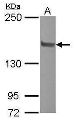 SRC2 Antibody in Western Blot (WB)