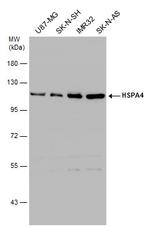 HSPA4 Antibody in Western Blot (WB)