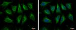 HMGCS1 Antibody in Immunocytochemistry (ICC/IF)