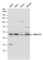 HMGCS1 Antibody in Western Blot (WB)