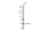 HMGCS1 Antibody in Western Blot (WB)