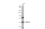 HMGCS1 Antibody in Western Blot (WB)