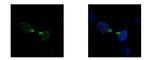 KID Antibody in Immunocytochemistry (ICC/IF)