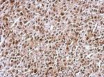 KID Antibody in Immunohistochemistry (Paraffin) (IHC (P))