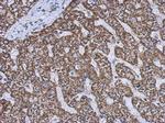 GluD1/GluD2 Antibody in Immunohistochemistry (Paraffin) (IHC (P))