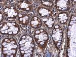 Afamin Antibody in Immunohistochemistry (Paraffin) (IHC (P))