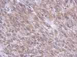 DYNC1I1 Antibody in Immunohistochemistry (Paraffin) (IHC (P))