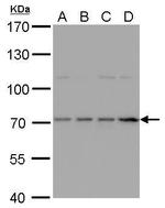 HDC Antibody in Western Blot (WB)