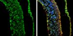 AMPD2 Antibody in Immunohistochemistry (Frozen) (IHC (F))