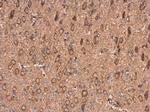 AMPD2 Antibody in Immunohistochemistry (Paraffin) (IHC (P))