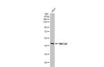 MAT2A Antibody in Western Blot (WB)