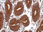 GANC Antibody in Immunohistochemistry (Paraffin) (IHC (P))