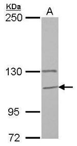 GANC Antibody in Western Blot (WB)