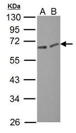 ERO1L Antibody in Western Blot (WB)