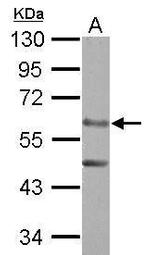 ERO1L Antibody in Western Blot (WB)