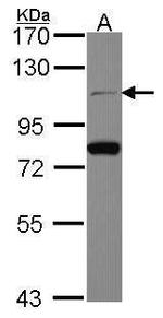 Cdc5L Antibody in Western Blot (WB)