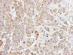 p23 Antibody in Immunohistochemistry (Paraffin) (IHC (P))