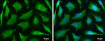 MUL1 Antibody in Immunocytochemistry (ICC/IF)