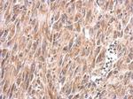 MUL1 Antibody in Immunohistochemistry (Paraffin) (IHC (P))