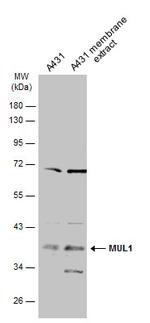 MUL1 Antibody in Western Blot (WB)