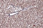 CD105 Antibody in Immunohistochemistry (Paraffin) (IHC (P))