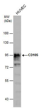 CD105 Antibody in Western Blot (WB)