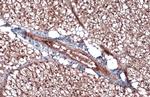 CD105 Antibody in Immunohistochemistry (Paraffin) (IHC (P))