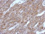 GSTP1 Antibody in Immunohistochemistry (Paraffin) (IHC (P))