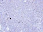 BST-1 Antibody in Immunohistochemistry (Paraffin) (IHC (P))