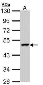 LAMP3 Antibody in Western Blot (WB)