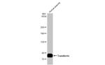 Transferrin Antibody in Western Blot (WB)