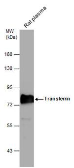 Transferrin Antibody in Western Blot (WB)