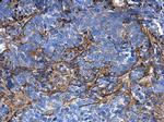 COL1A1 Antibody in Immunohistochemistry (Paraffin) (IHC (P))