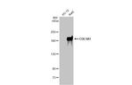 COL1A1 Antibody in Western Blot (WB)