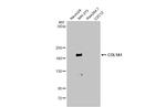 COL1A1 Antibody in Western Blot (WB)