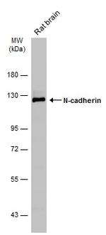 N-cadherin Antibody in Western Blot (WB)