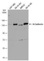 N-cadherin Antibody in Western Blot (WB)