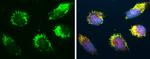 TFAM Antibody in Immunocytochemistry (ICC/IF)