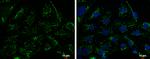 TFAM Antibody in Immunocytochemistry (ICC/IF)