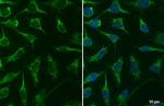 TFAM Antibody in Immunocytochemistry (ICC/IF)