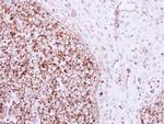 TFAM Antibody in Immunohistochemistry (Paraffin) (IHC (P))