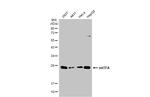 TFAM Antibody in Western Blot (WB)