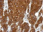 RGS1 Antibody in Immunohistochemistry (Paraffin) (IHC (P))