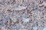 beta-2 Microglobulin Antibody in Immunohistochemistry (Paraffin) (IHC (P))