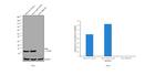 beta-2 Microglobulin Antibody in Western Blot (WB)